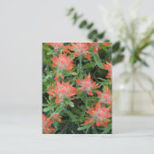 インディアンのペイントブラシのワイルドフラワーの多く ポストカード (スタンド正面)