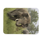 インディアンアジアゾウ挨拶 マグネット (横)