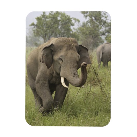インディアンアジアゾウ挨拶 マグネット (縦)