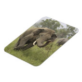 インディアンアジアゾウ挨拶 マグネット (左側)