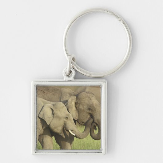 インディアンアジアゾウ キーホルダー (正面)