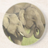 インディアンアジアゾウ コースター (正面)