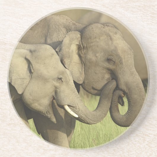 インディアンアジアゾウ コースター (正面)