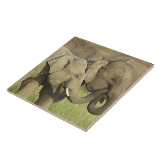 インディアンアジアゾウ タイル (側面)