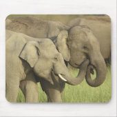 インディアンアジアゾウ マウスパッド (正面)