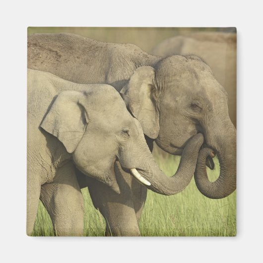 インディアンアジアゾウ マグネット (正面)