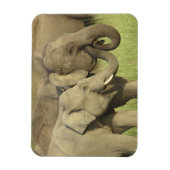 インディアンアジアゾウ マグネット (縦)