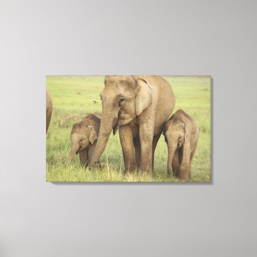 インディアンアジアンエレファント&ヤング キャンバスプリント (正面)