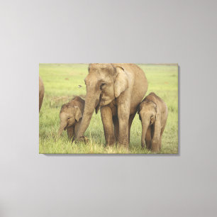 インディアンアジアンエレファント&ヤング キャンバスプリント
