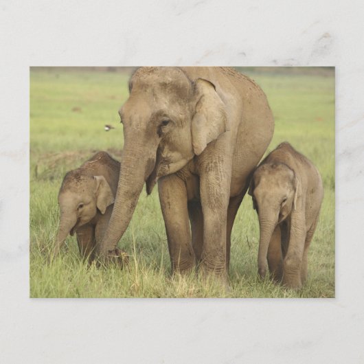 インディアンアジアンエレファント&ヤング ポストカード (正面)