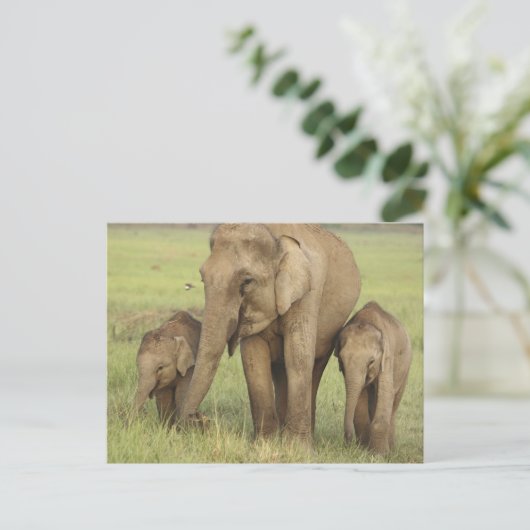 インディアンアジアンエレファント&ヤング ポストカード (スタンド正面)
