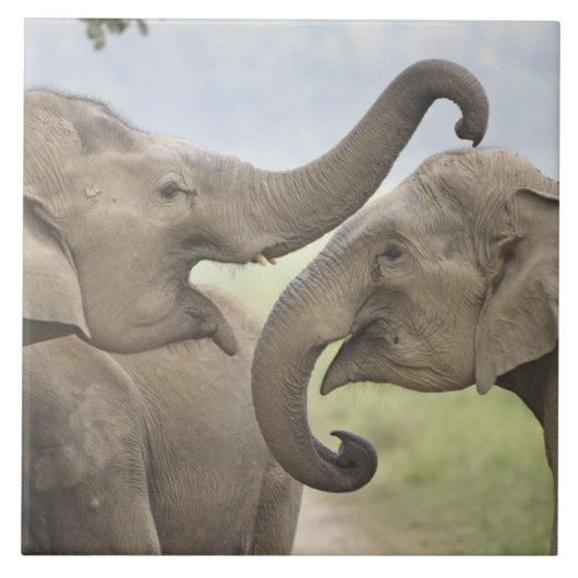 インディアンアジアン遊ゾウズ戦 タイル (正面)