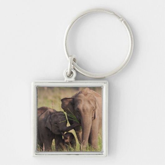 インディアンアジア象サバンナ族 キーホルダー (正面)