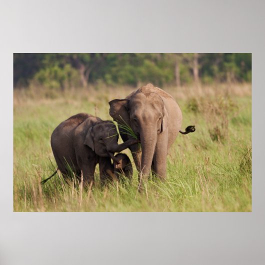 インディアンアジア象サバンナ族 ポスター (正面)