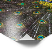 インディアンカラフルクジャクの尾羽が前面に開く フォトプリント            (角)