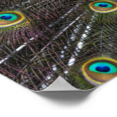 インディアンカラフルクジャクの尾羽が前面に開く ポスター (角)