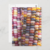 インディアンコーン ポストカード (正面/裏面)