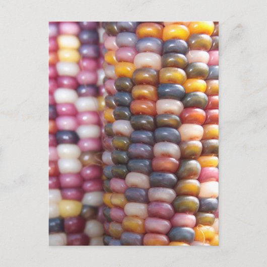 インディアンコーン ポストカード (正面)
