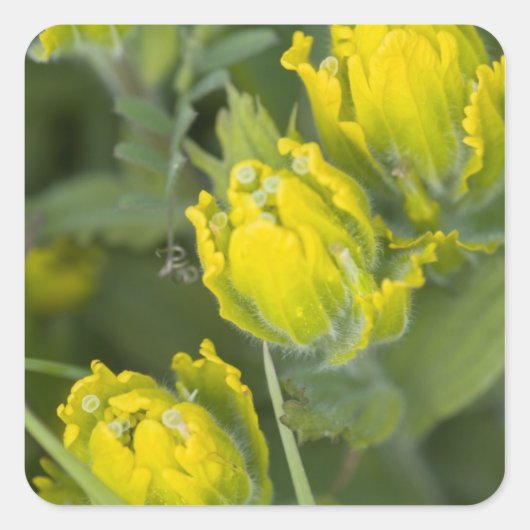 インディアンゴールデンパントブラシカスティレハ スクエアシール (正面)