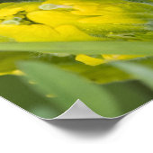 インディアンゴールデンパントブラシカスティレハ ポスター (角)