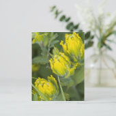 インディアンゴールデンパントブラシカスティレハ ポストカード (スタンド正面)