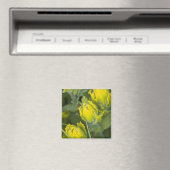 インディアンゴールデンパントブラシカスティレハ マグネット (インサイチュ (食洗機))