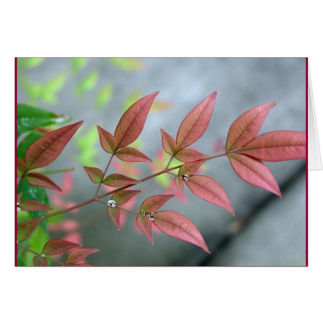 インディアンサマーの曉 (正面横)