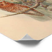 インディアンスコップズフクロウ茶色ヴィンテージバードアートプリント ポスター (角)