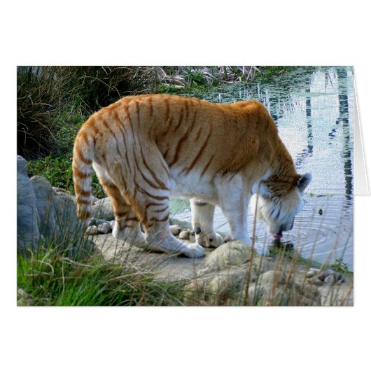 インディアンタイガー動物カード (正面横)
