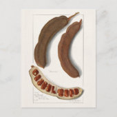 インディアンタマリンド(タマルインダスインディカ絵画) ポストカード (正面)