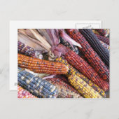 インディアントウモロコシ ポストカード (正面/裏面)