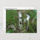 インディアンパイプのポストカード ポストカード (正面/裏面)