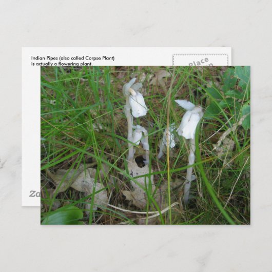 インディアンパイプのポストカード ポストカード (正面/裏面)