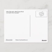 インディアンパイプはがき ポストカード (裏面)