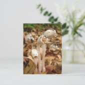 インディアンパイプカレンダー～ポストカード ポストカード (スタンド正面)