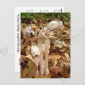 インディアンパイプカレンダー～ポストカード ポストカード (正面/裏面)