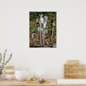 インディアンパイプポスター ポスター (キッチン)