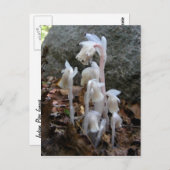 インディアンパイプ27 ～はがき ポストカード (正面/裏面)