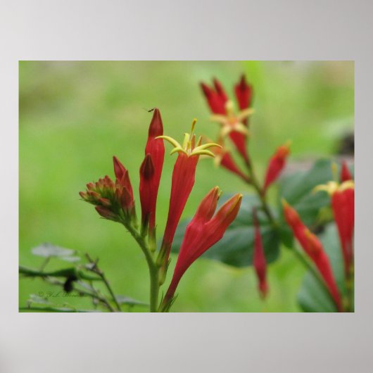 インディアンピンクポスター ポスター (正面)