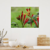 インディアンピンクポスター ポスター (キッチン)