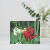 インディアンピンク葉書 ポストカード (スタンド正面)