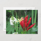 インディアンピンク葉書 ポストカード (正面/裏面)