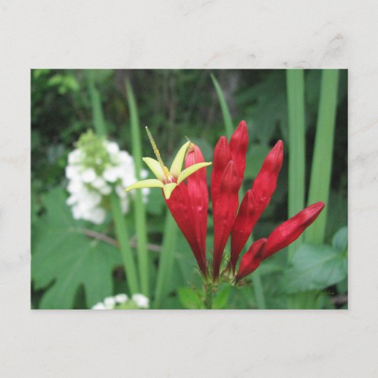 インディアンピンク葉書 ポストカード (正面)