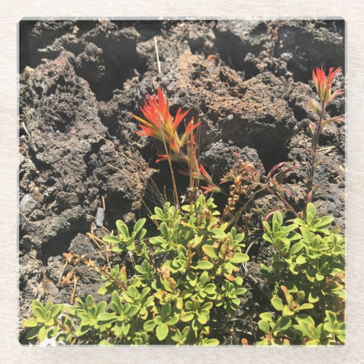 インディアンブラシ ガラスコースター (正面)