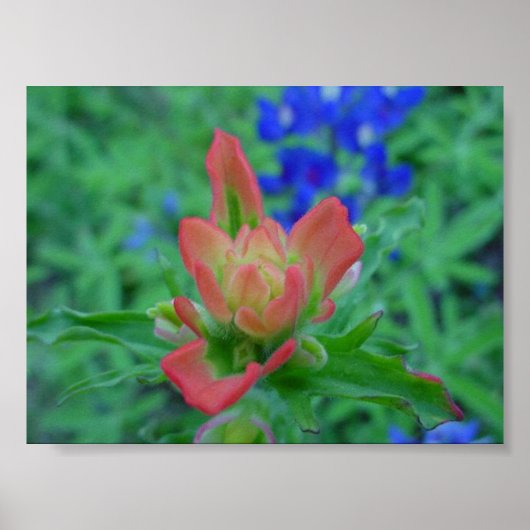 インディアンブラシ ポスター (正面)