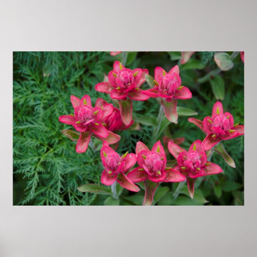 インディアンブラシ ポスター (正面)