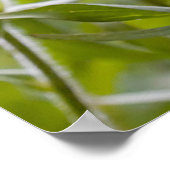 インディアンブラシ ポスター (角)