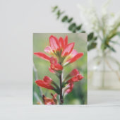 インディアンブラシ ポストカード (スタンド正面)