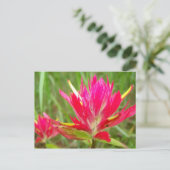 インディアンブラシ ポストカード (スタンド正面)