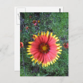 インディアンブラシ ポストカード (正面/裏面)